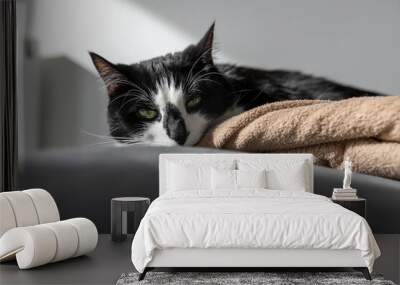 A black and white cat lies on the sofa near the blanket Wall mural