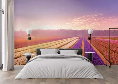 Colorful sunset or sunrise in Netherlands, hyacinth field Wall mural