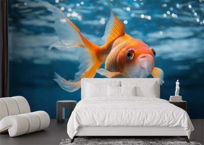 gold fish in blue water Wall mural