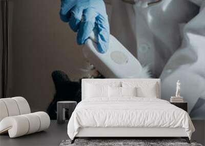 One girl veterinarian combs a kitten in a home clinic. Wall mural