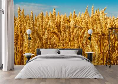 Ripe wheat field against blue sky Wall mural