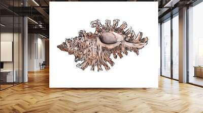 Watercolor digital illustration of sea shells from brown marine life on white isolated background. High quality illustration Wall mural