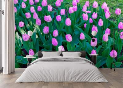 Beautiful pink tulips closeup. Flower background landscape design. Wall mural