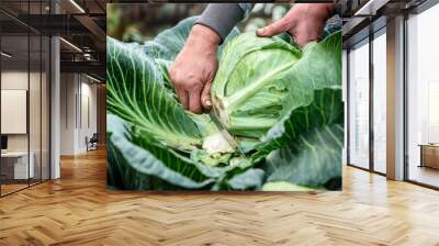 Female hands that harvest a cabbage growing in the garden. Wall mural