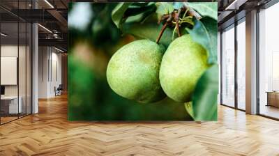 Fresh ripe pears on tree in summer garden. Harvesting pears. Wall mural