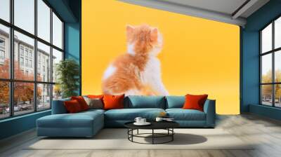 portrait  cute persian kitten a yellow background Wall mural