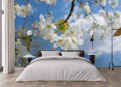 White cherry blossoms against blue sky. High quality photo Wall mural