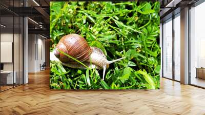 Large grape snail Wall mural