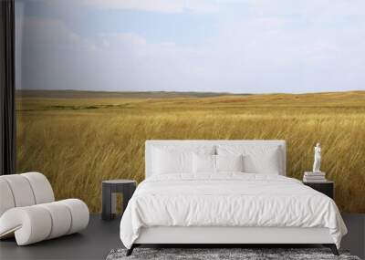 Beautiful steppe landscape with tall yellow grass against the sky with clouds in autumn, sunny Wall mural