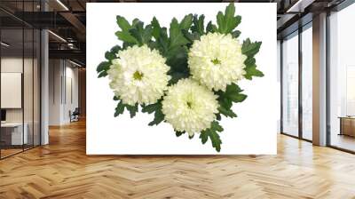 chrysanthemum on white background Wall mural