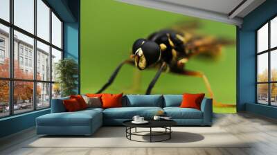 Black and yellow fly sits on the grass Wall mural