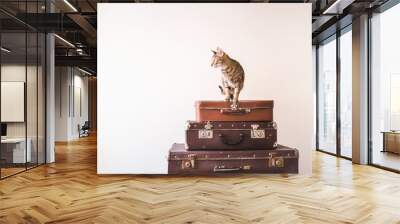 Curious Cat sits on vintage suitcases against the backdrop of a light wall. Rustic Retro Style Wall mural