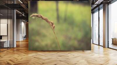 ears of wheat Wall mural