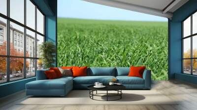 field of green grass and blue sky Wall mural