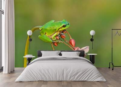 Little green frog Hyla arborea sits on a flower  by the lake  a summer morning Wall mural