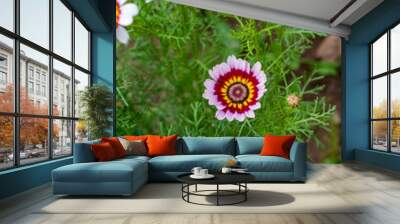 Multicolored Chrysanthemum carinatum flowers blossoming in the garden Wall mural