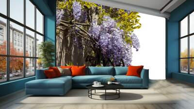 Flowering Wisteria plant on house wall isolated PNG photo with transparent background. Wall mural