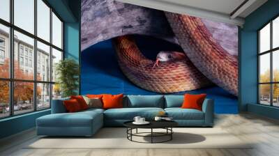 Orange corn snake on blue background sticking forked tongue out Wall mural