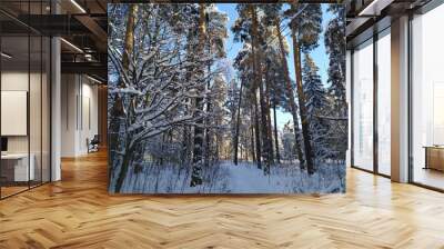 winter forest landscape with trees covered snow in cold sunny day Wall mural