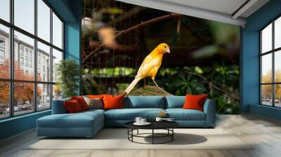 Yellow canary bird sitting on a stone outdoors between tree branches and green leaves Wall mural