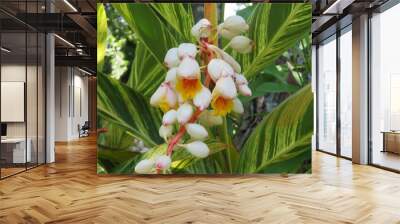 Alpinia zerumbet plant in Florida zoological garden, closeup Wall mural