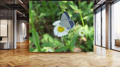 Beautiful blue polyommatus butterfly on erigeron flower in the meadow, closeup Wall mural