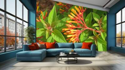 Beautiful hamelia plant in Florida zoologilcal garden, closeup Wall mural