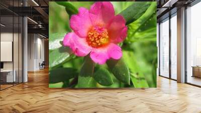 Beautiful pink portulaca flower in Florida nature, closeup Wall mural