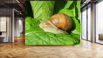 Beautiful snail on leaf in the garden Wall mural