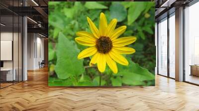 Beautiful yellow beach sunflower in Florida nature, closeup	 Wall mural