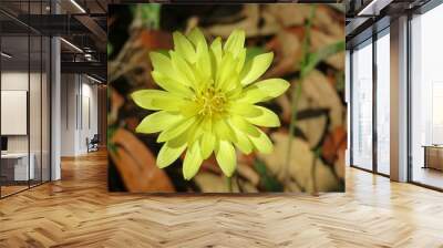 Beautiful yellow Carolina Desert-chicory flower in Florida wild, closeup Wall mural