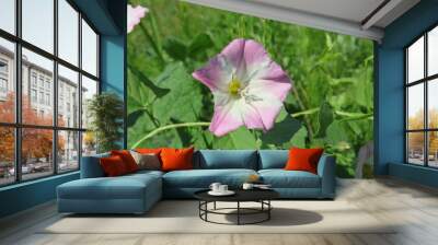 Beautuful pink convolvulus flower in Florida nature, closeup Wall mural