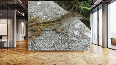 Brown lizard on the stone in Florida nature, closeup Wall mural