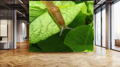 Brown slug in the garden on natural background Wall mural