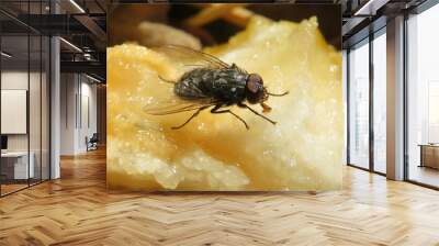 Fly eating pear in fruit garden, closeup Wall mural