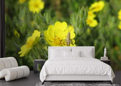 Grasshopper on yellow potentilla flower in the meadow, closeup Wall mural