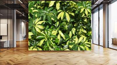 Green arboricola leaves background in Florida zoological garden Wall mural