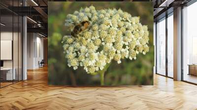 Hoverfly on yarrow flowers in the meadow, closeup Wall mural