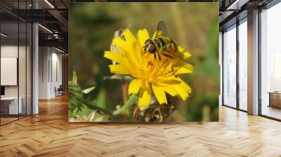 Hoverfly on yellow hieracium flower in the meadow, closeup Wall mural