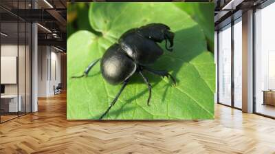 Lethrus apterus beetle on green leaf in the garden,  closeup  Wall mural