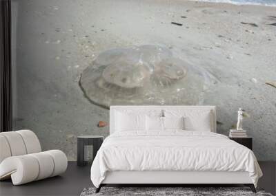 Limpid Jellyfish on sand background in Atlantic coast of North Florida  Wall mural