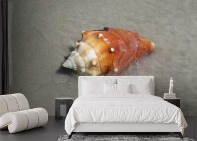 Orange seashell in ocean water on Atlantic coast of North Florida  Wall mural