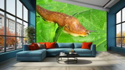 Orange slug on green leaves background, closeup Wall mural