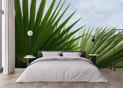 Palmetto branches on blue sky background in Florida nature, closeup Wall mural