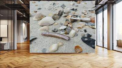 Seashells on the beach on Atlantic coast of North Florida Wall mural