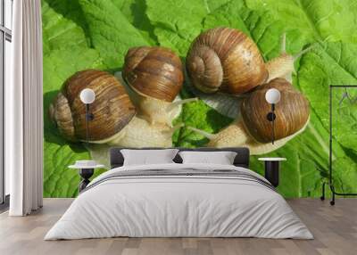 Snails on green leaves in the garden, closeup Wall mural