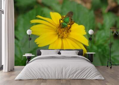 Tropical agapostemon green bee on yellow flower in Florida nature, closeup Wall mural