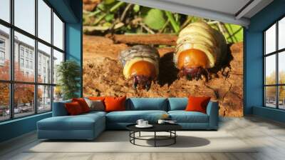 Two bark beetles in the garden, closeup Wall mural