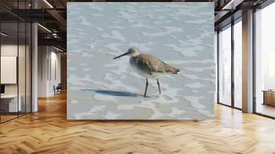 Willet seabird (Tringa semipalmata) on ocean water background on Florida beach, closeup Wall mural