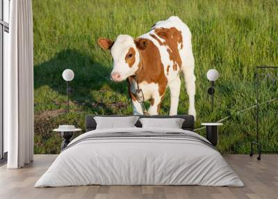 Beautiful calf on the meadow at sunset Wall mural